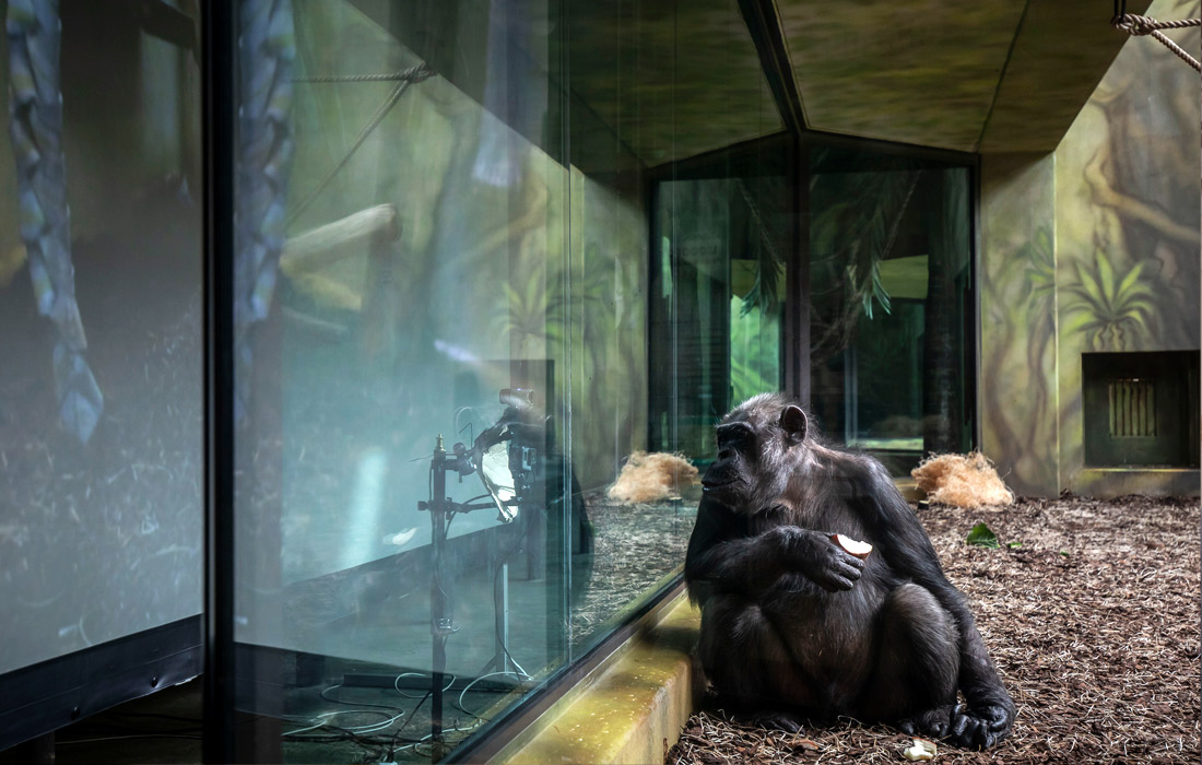 В вольере шимпанзе в зоопарке чешского города Двур-Кралове-над-Лабем организовали прямую трансляцию из зоопарка в Брно