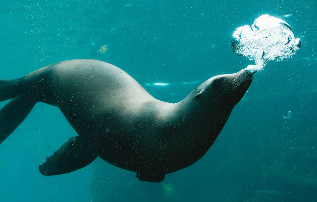Морской лев в зоопарке Гельзенкирхена, Германия