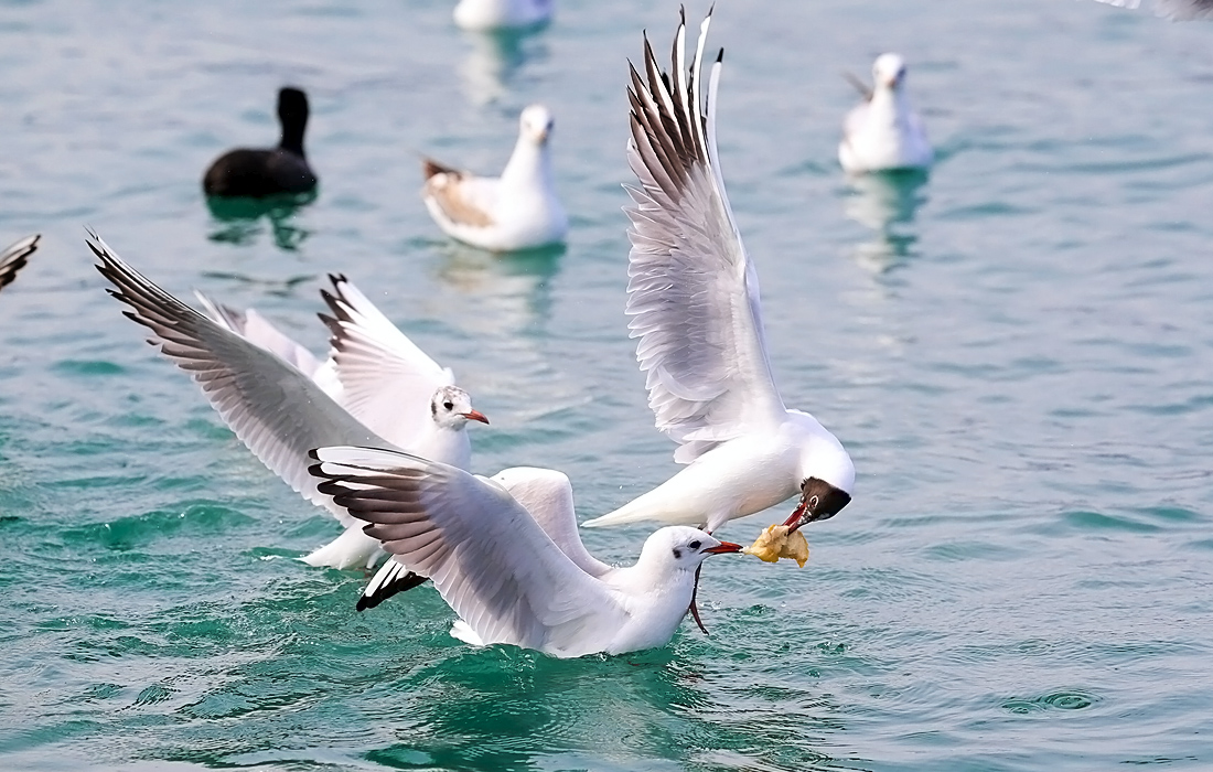 Чайки дерутся за еду в турецком Трабзоне