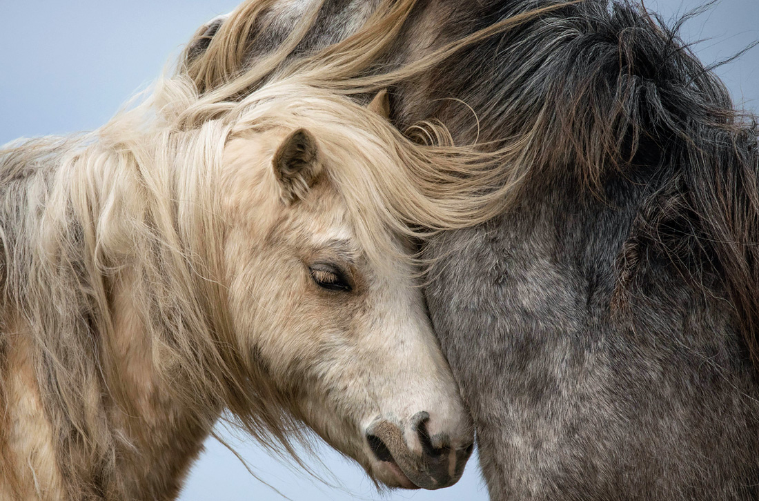 Валлийские горные пони на полуострове Гауэр в британском графстве Суонси