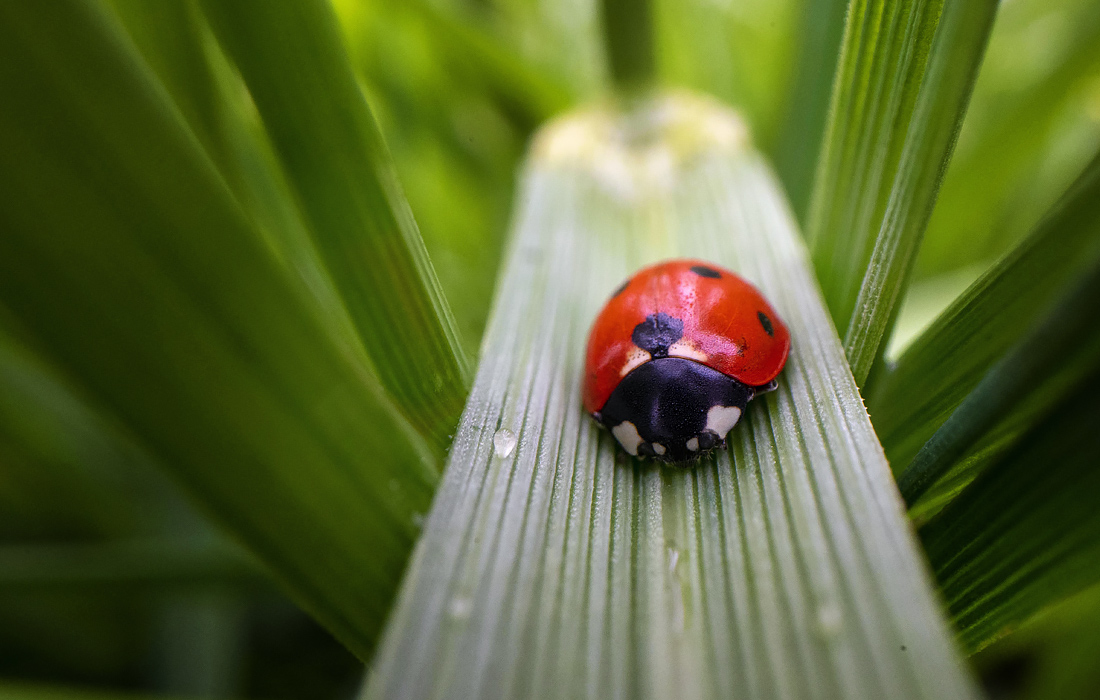 Божья коровка в Орегоне, США