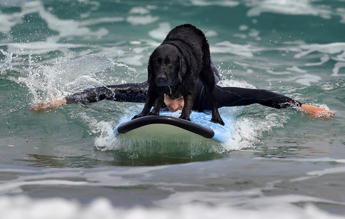 Серфер со своей собакой в Хихоне, северная Испания