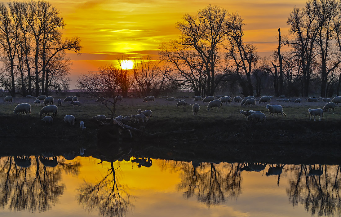 Пастбище овец у реки Одер, Германия