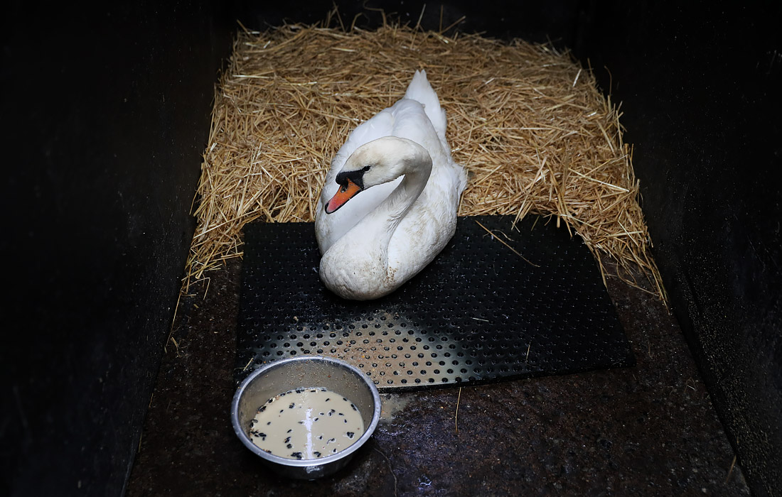 Лебедь в первой в Ирландии больнице для диких животных в Наване (ирландское название - Ан-Уавь)