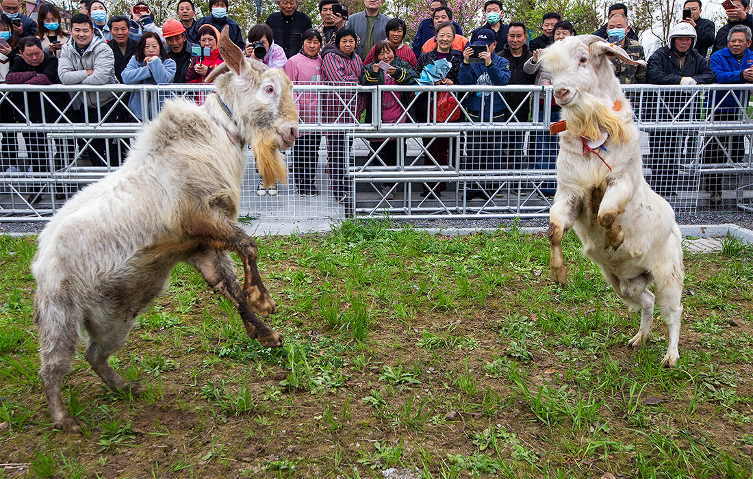 В китайской провинции Дзянсу бараны пободались за звание Короля овец