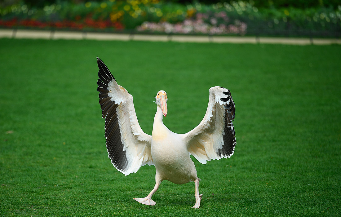 Дерзкий пеликан захватил лужайку в Лондоне