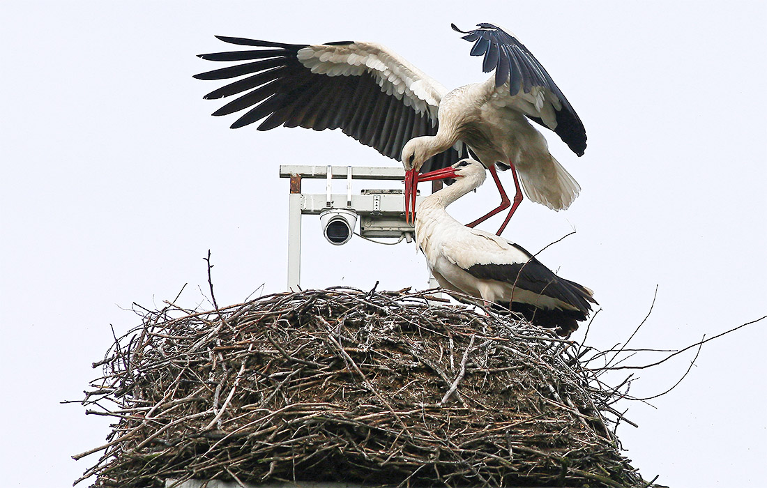 Аисты-стримеры завелись в Польше