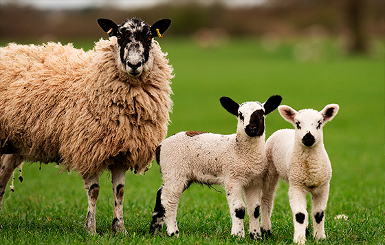 Лучшие фото недели