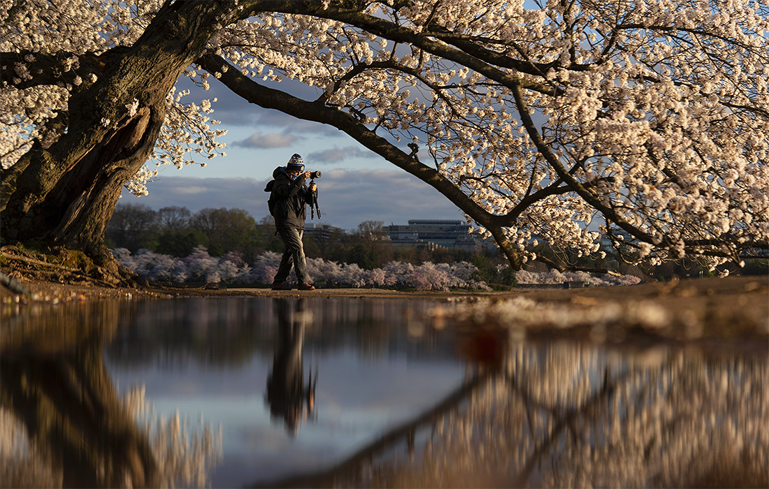 Вишня цветет в Вашингтоне