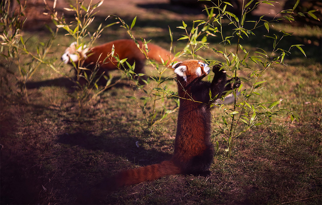 В польский зоопарк к красной панде Хари из Франции приехала очаровательная подружка Лайя