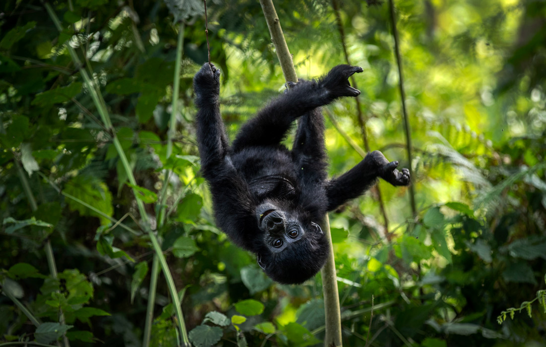 Детеныш горной гориллы в Национальном парке Бвинди на юго-западе Уганды