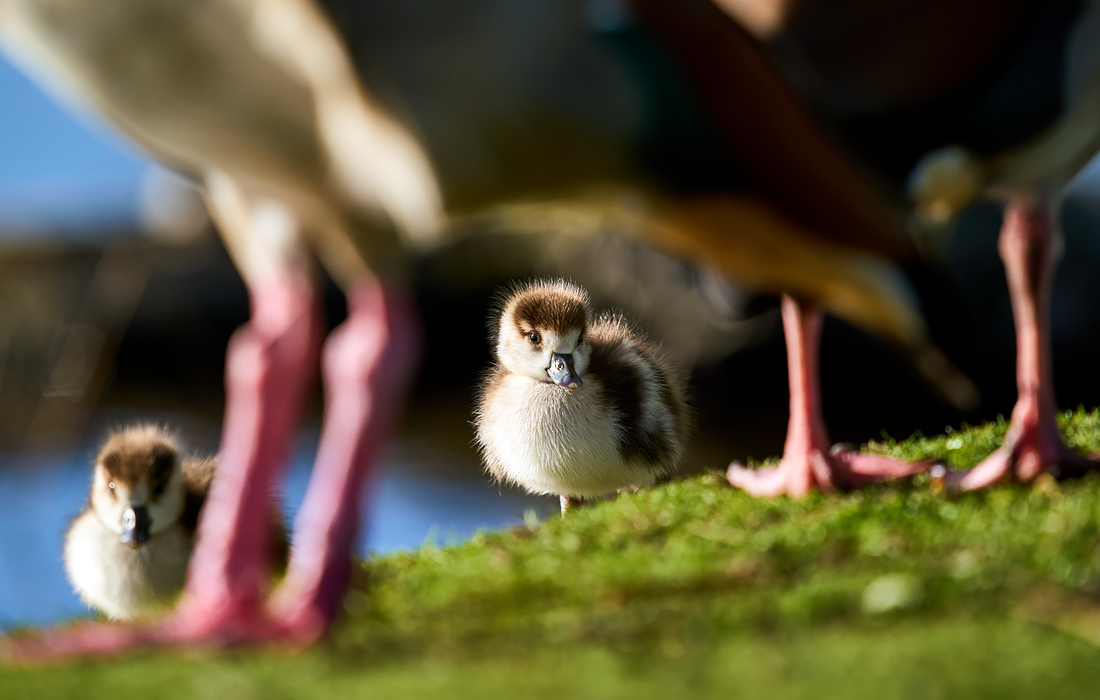Птенцы египетских гусей в лондонском Буши Парке