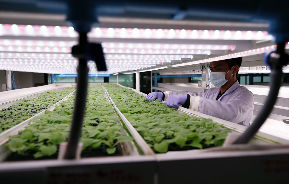 Таиланд разработает вакцину против COVID-19 на основе листьев табака