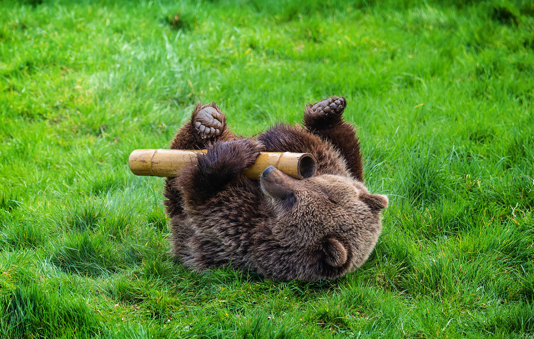 В зоопарке английского Уипснейда бурые медведи вышли из спячки