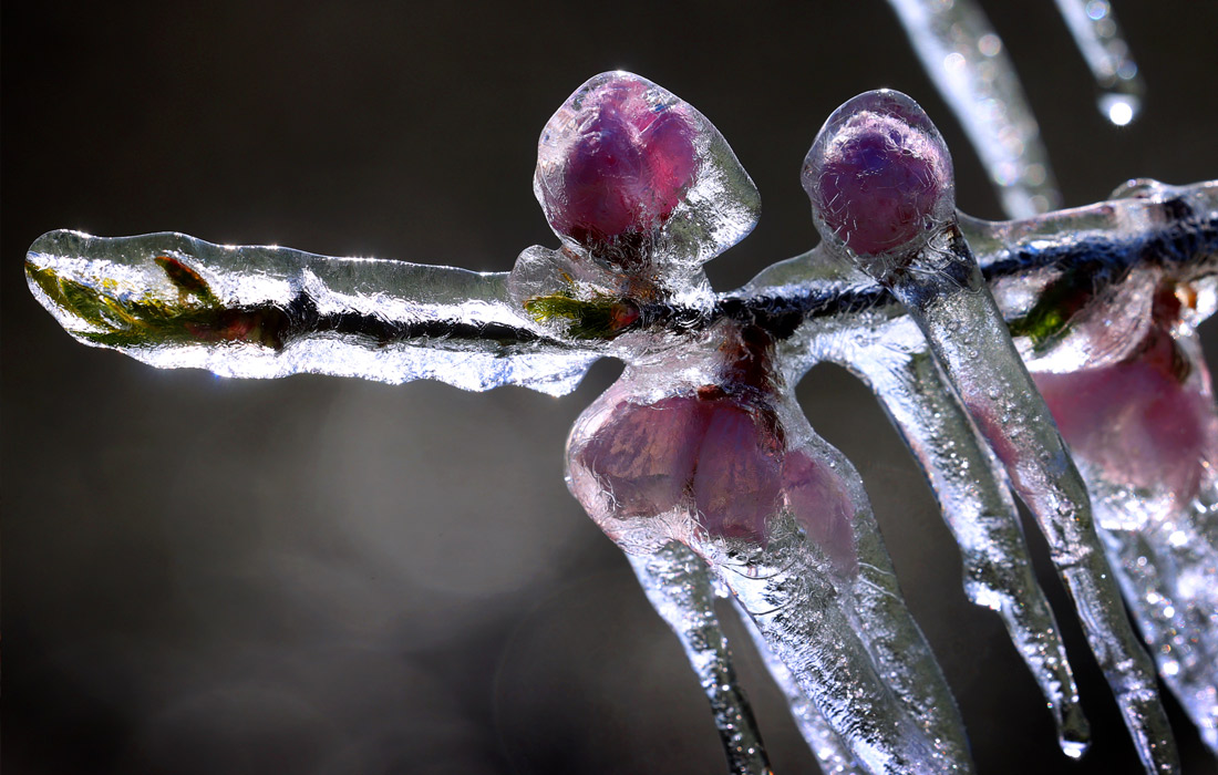 Заморозки в Баварии
