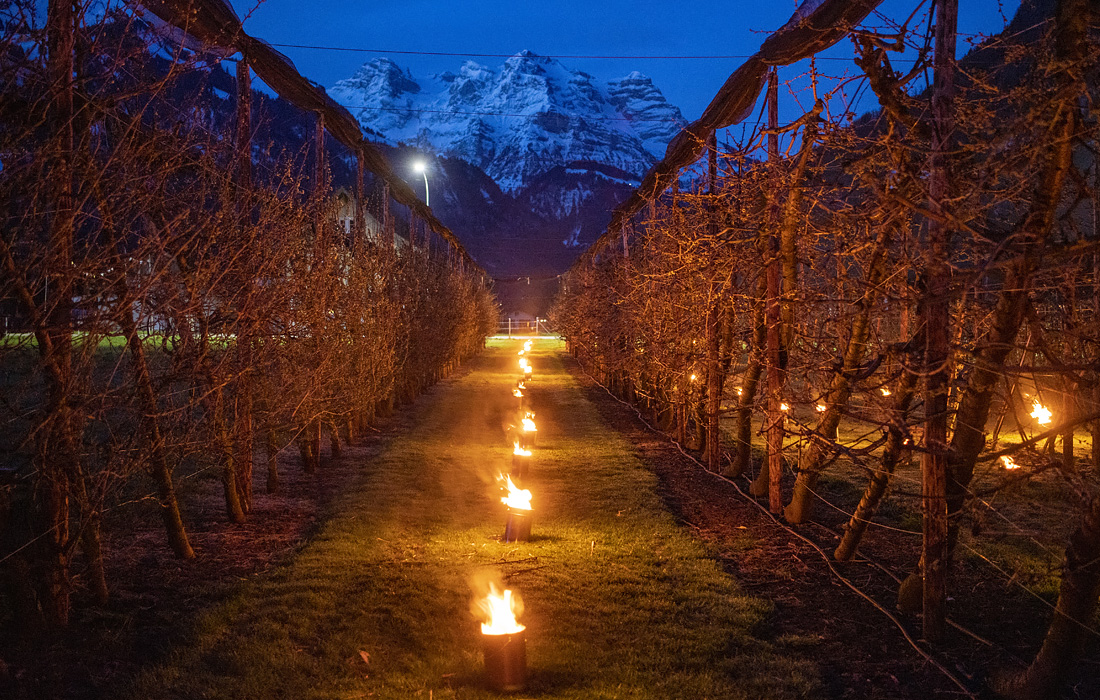 Обогрев вишневых садов во время морозов в Швейцарии