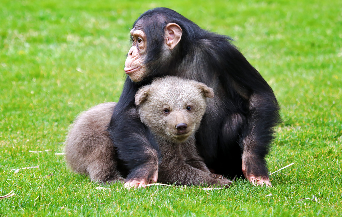 Медвежонок Бончук со своим другом шимпанзе по имени Джан в зоопарке Газиантеп, Турция