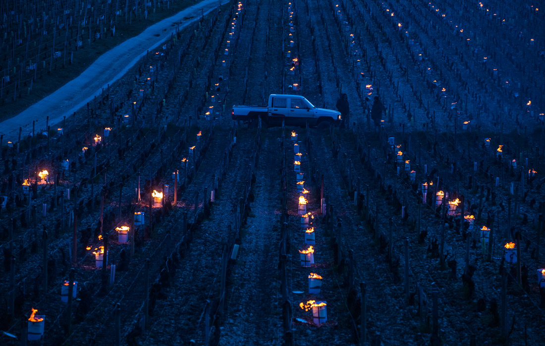 Небывалые холода уничтожили значительную часть урожая винограда
