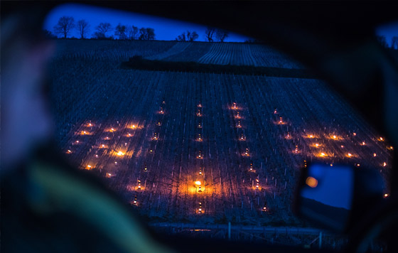 Виноградники во Франции спасают от мороза