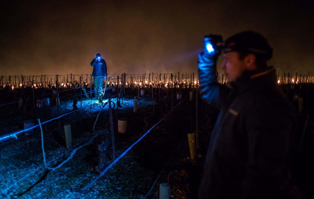 Похолодание стало особенно губительным, потому что пришло сразу после резкой оттепели