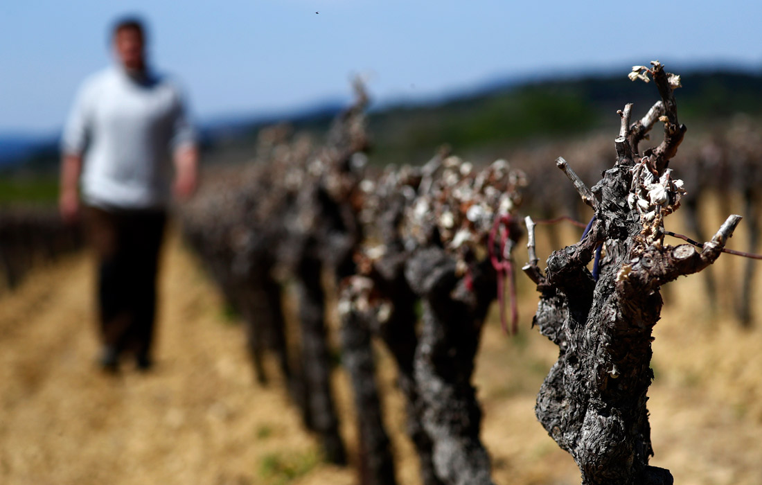 Некоторые виноделы потеряли до 90% будущего урожая