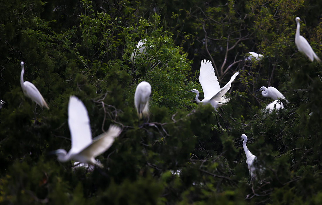 Цапли в Национальном заповеднике водно-болотных угодий в Китае