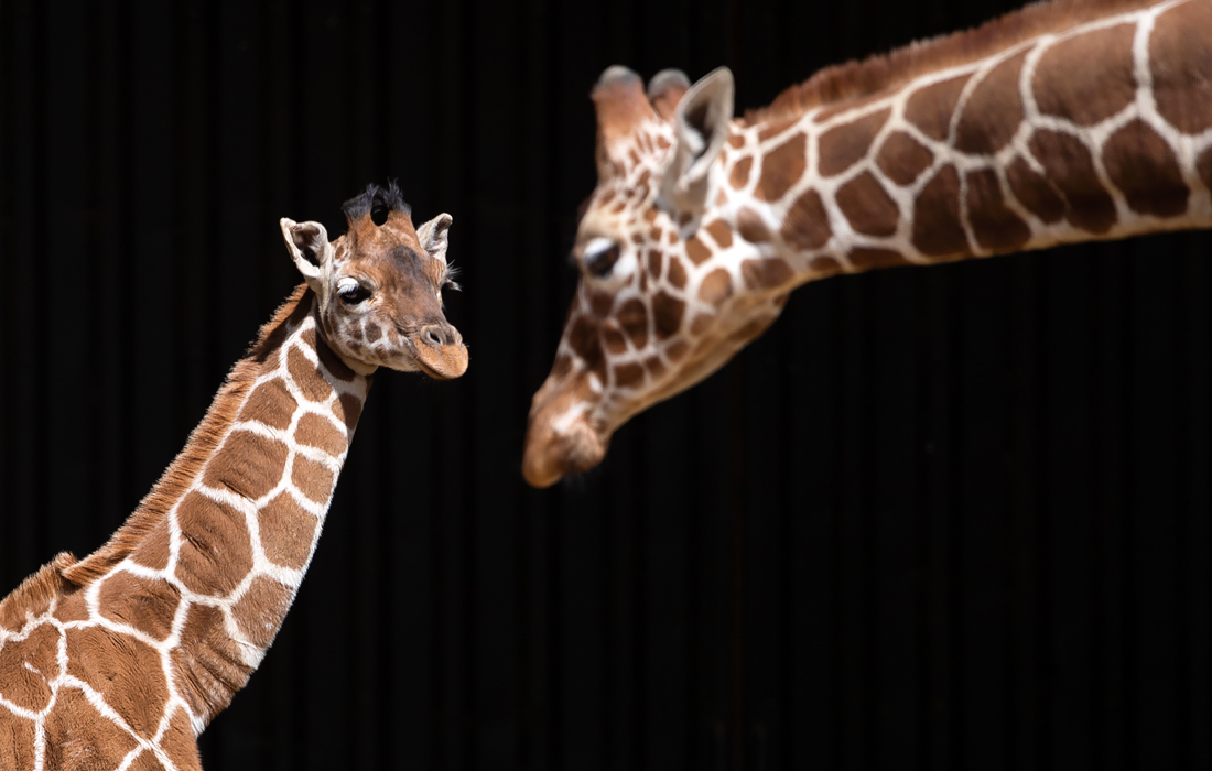 Самка жирафа Маргарет, названная в честь первой привившийся англичанки Маргарет Кинан, в Уипснейдском зоопарке