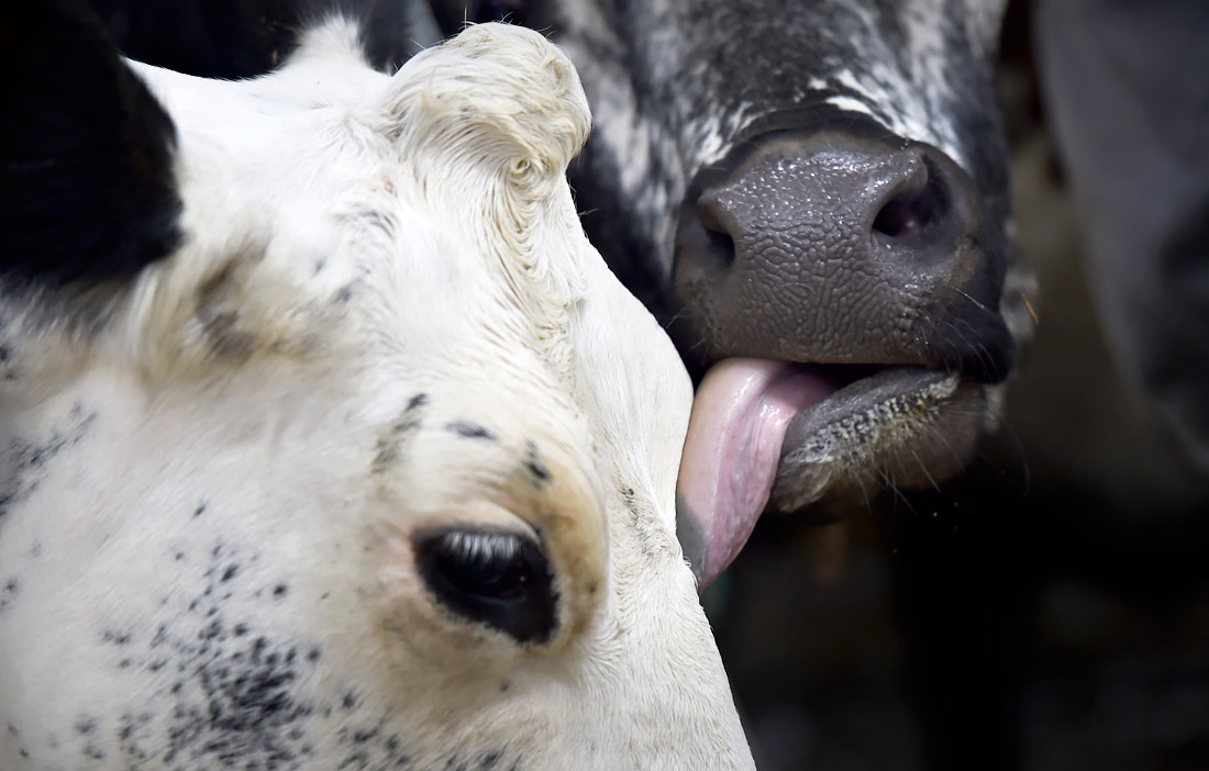 Коровы на ферме в Шавертауне, США