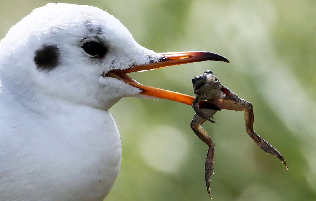 Чайка с лягушкой на берегу реки в Сочи