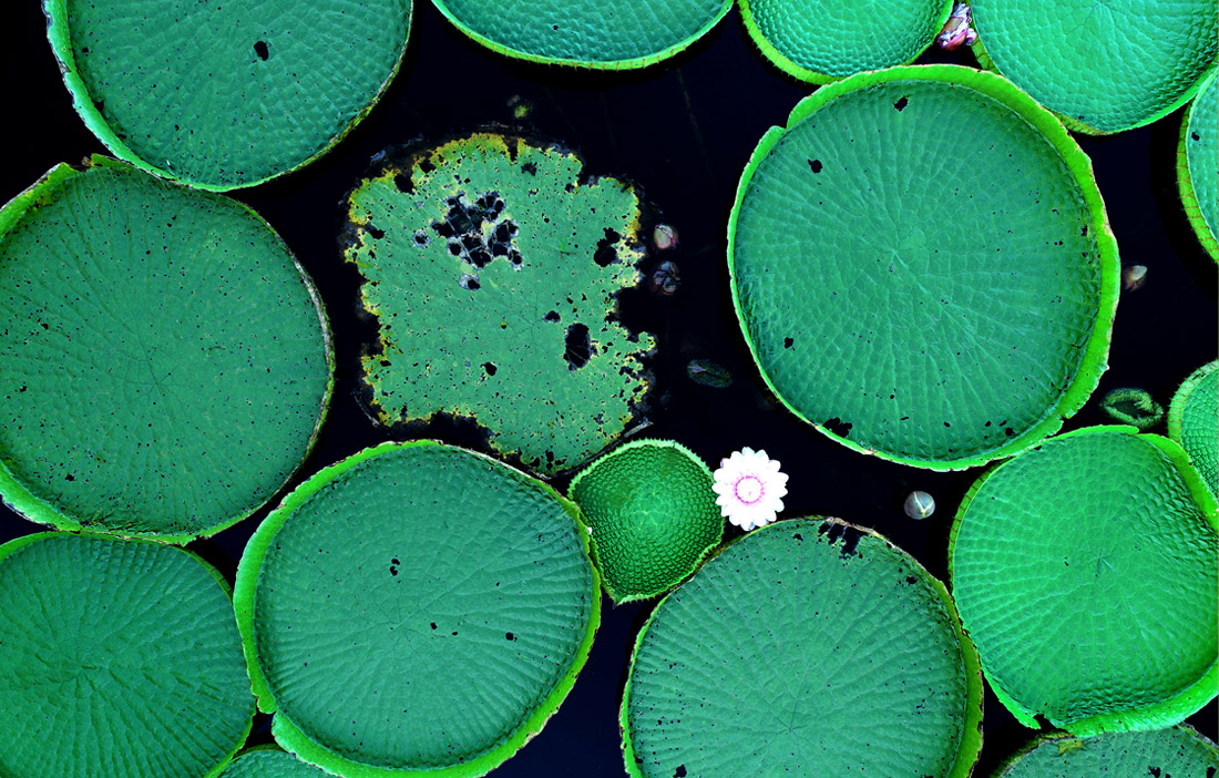 Водяные лилии в лагуне Серро, Парагвай