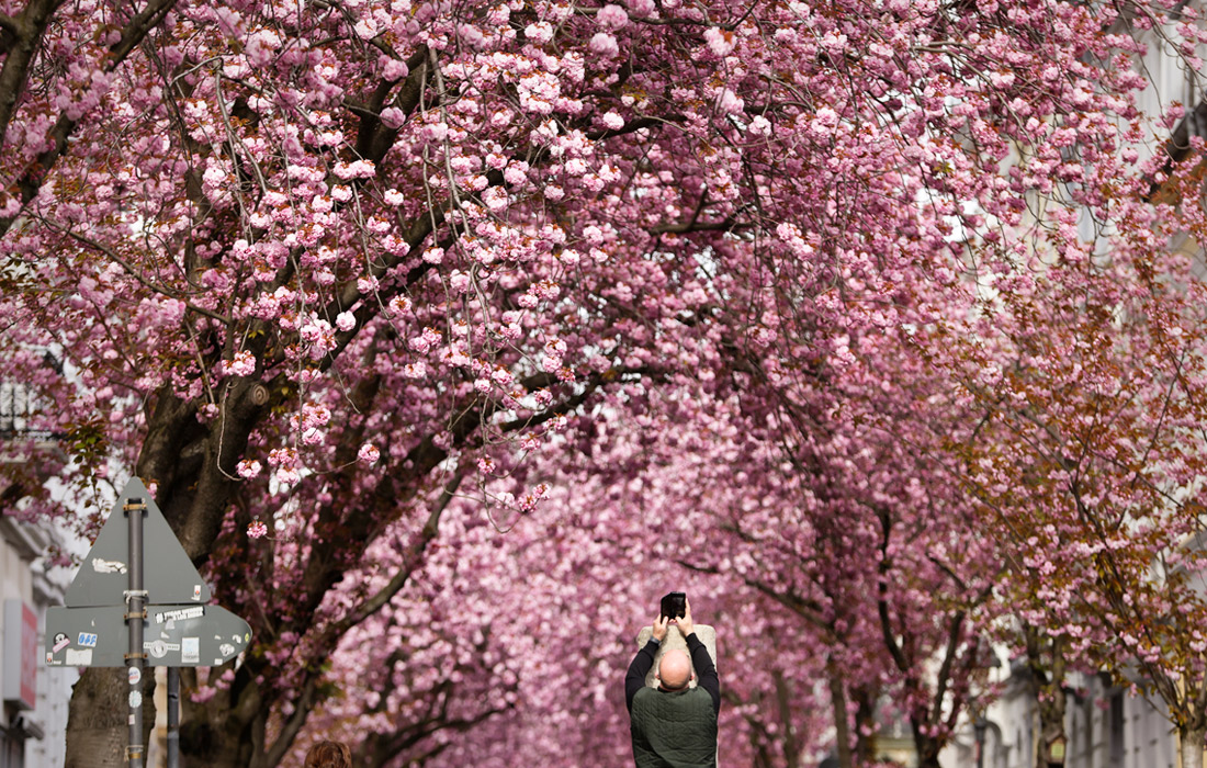 В немецком Бонне зацветают вишневые деревья