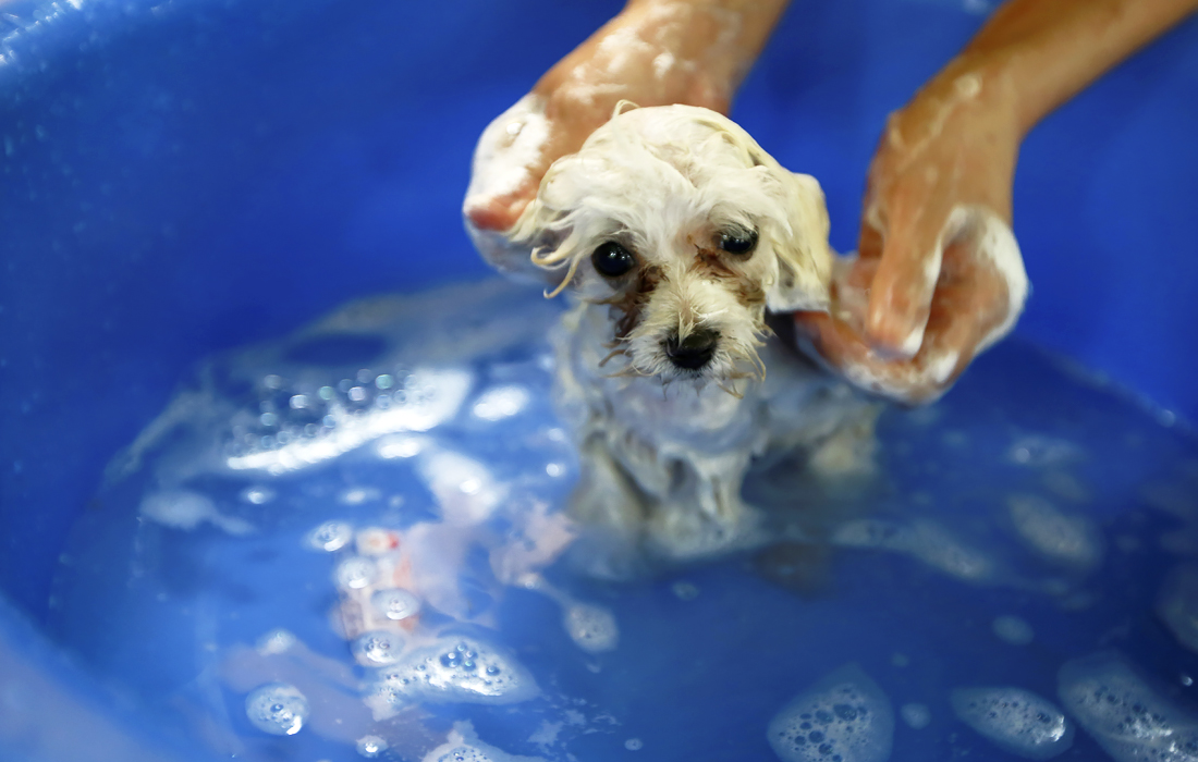 Дрессировщик купает собаку в кинологическом центре PDS в Ханое. Основанный в 1996 году PDS является одним из крупнейших центров дрессировки собак во Вьетнаме.