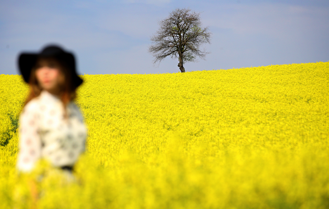 Цветение рапса в Турции