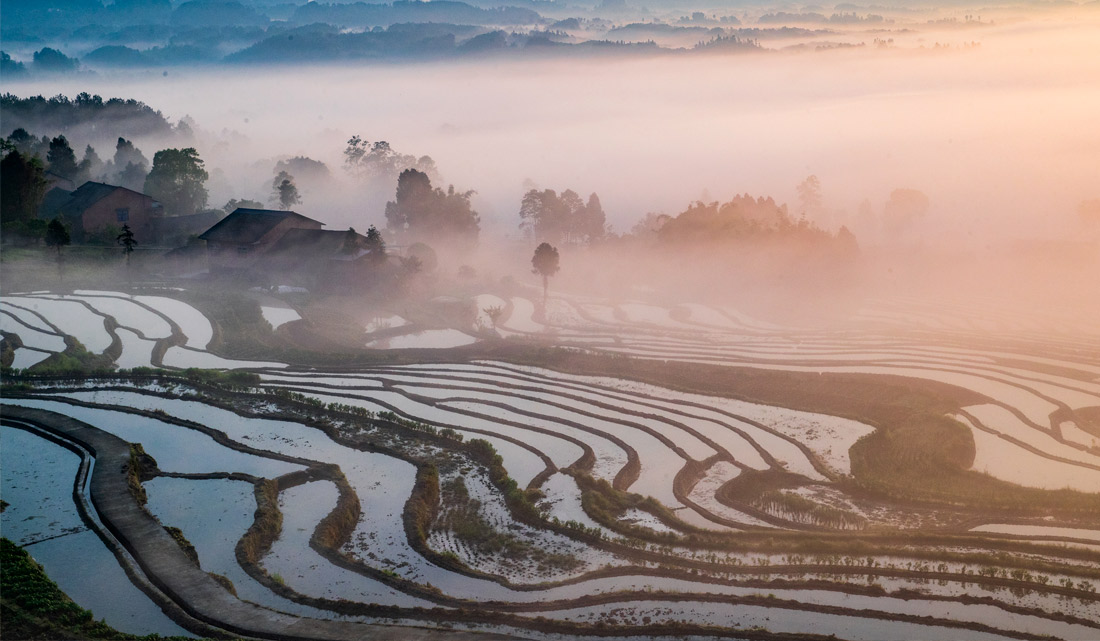Рисовые террасы в Чунцине, Китай