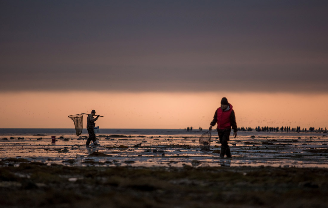На Сахалине местные жители собирают сельдь на побережье Тихого океана после нереста