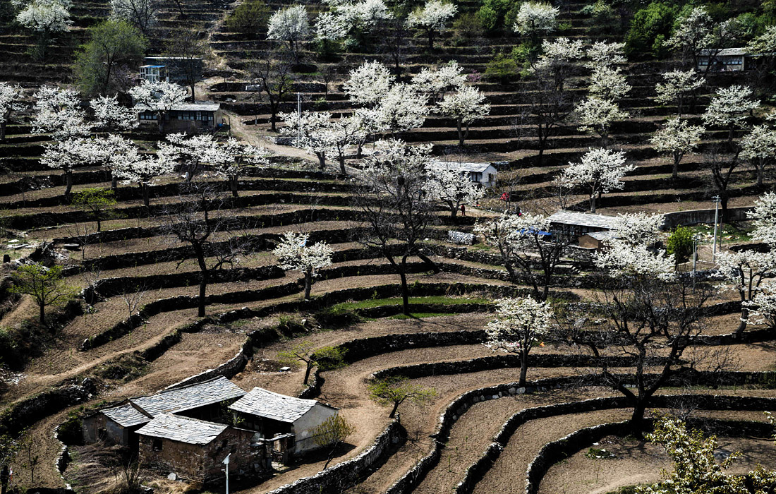 Цветение груши в Китае