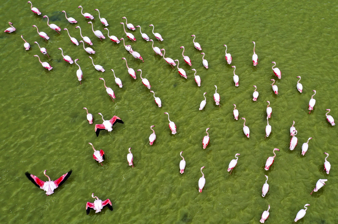 Перелетные фламинго на озере в турецкой Анкаре
