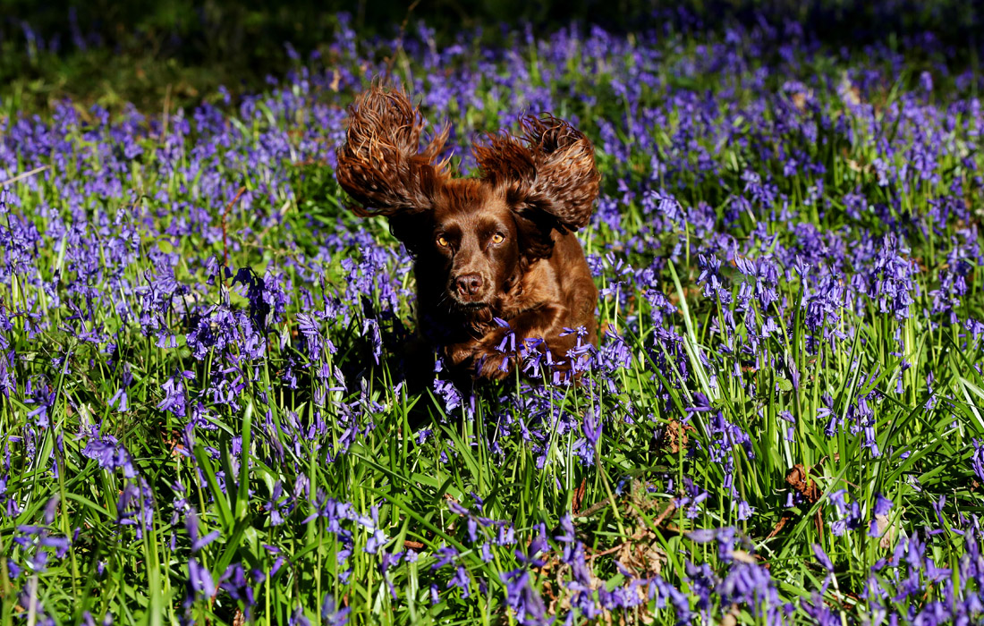 Спаниель в парке английского Беркшира