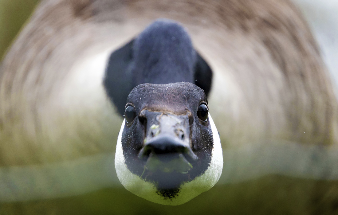 Канадский гусь на ферме в Штутгарте