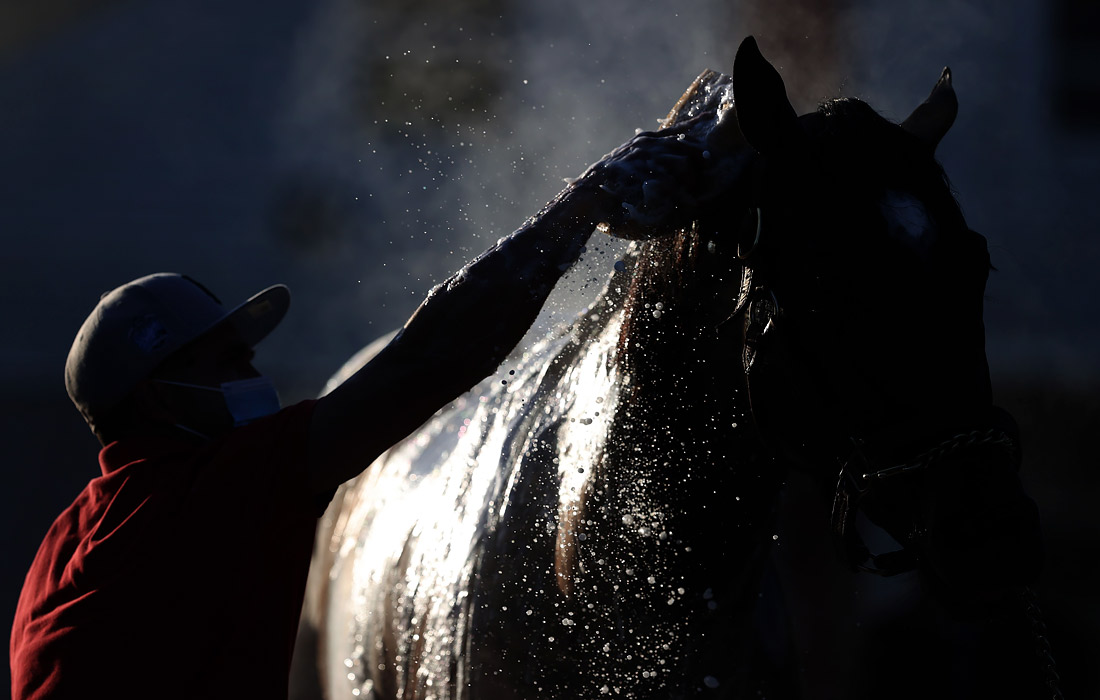 Лошадь готовят к одному из главных соревнований в конном спорте США - Дерби Кентукки