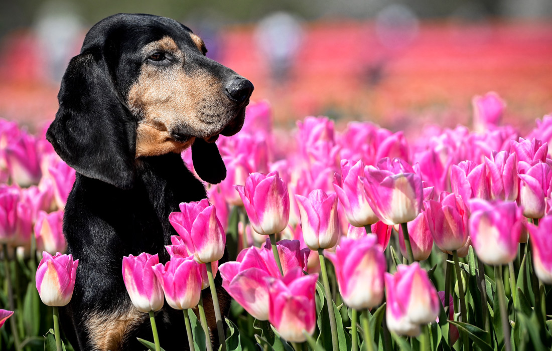 В Германии цветут тюльпаны