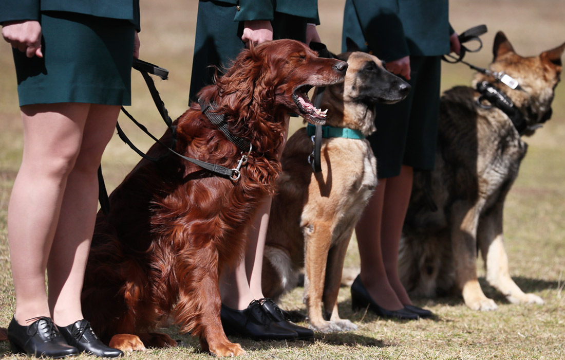 Чемпионат по многоборью среди кинологов прошел в Екатеринбурге
