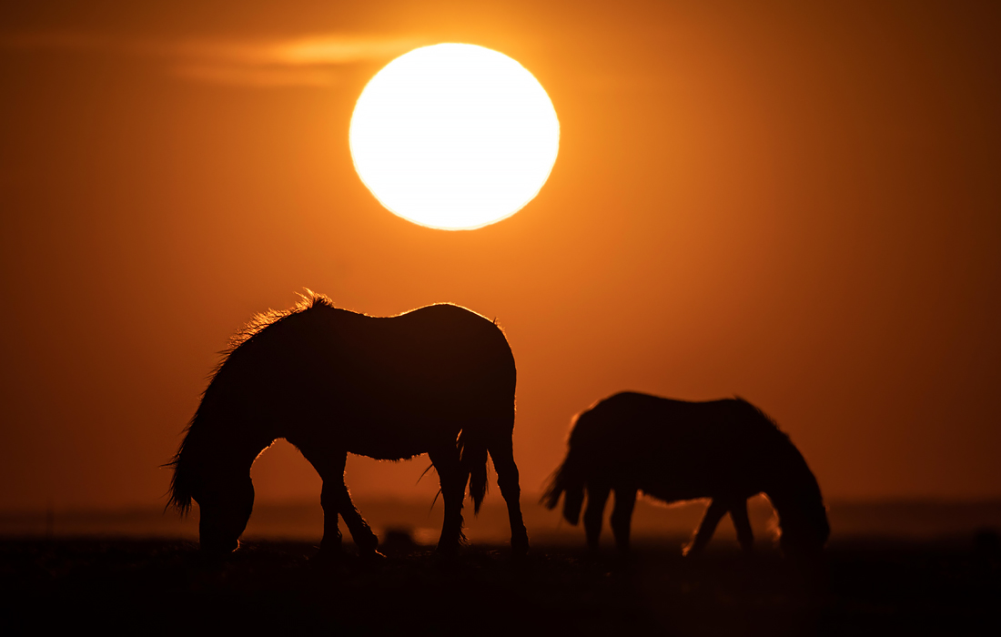 Пони в заповеднике в Уэльсе, Великобритания
