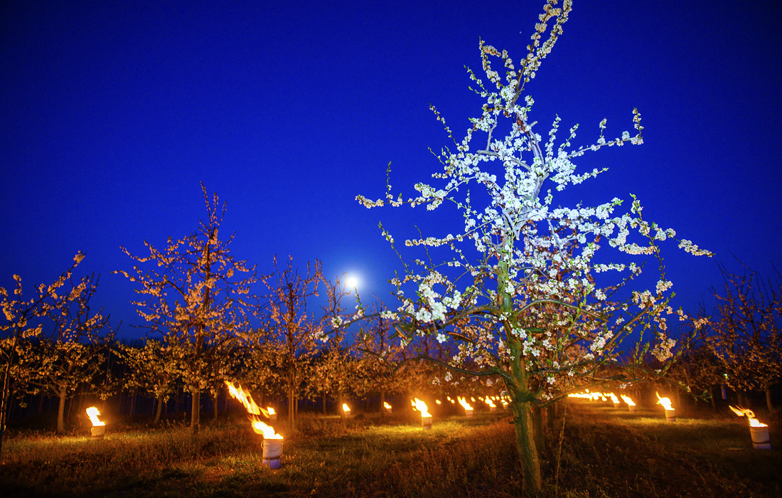 Обогрев абрикосовых садов во время заморозков в Германии