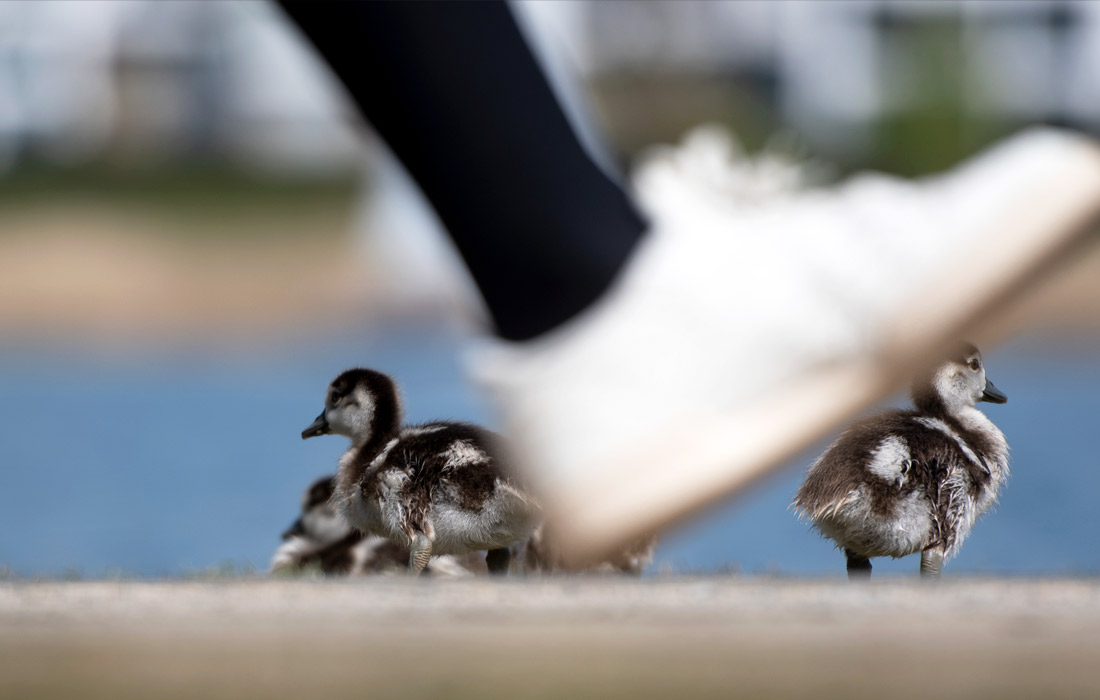 Гусята на берегу озера Феникс в немецком Дортмунде