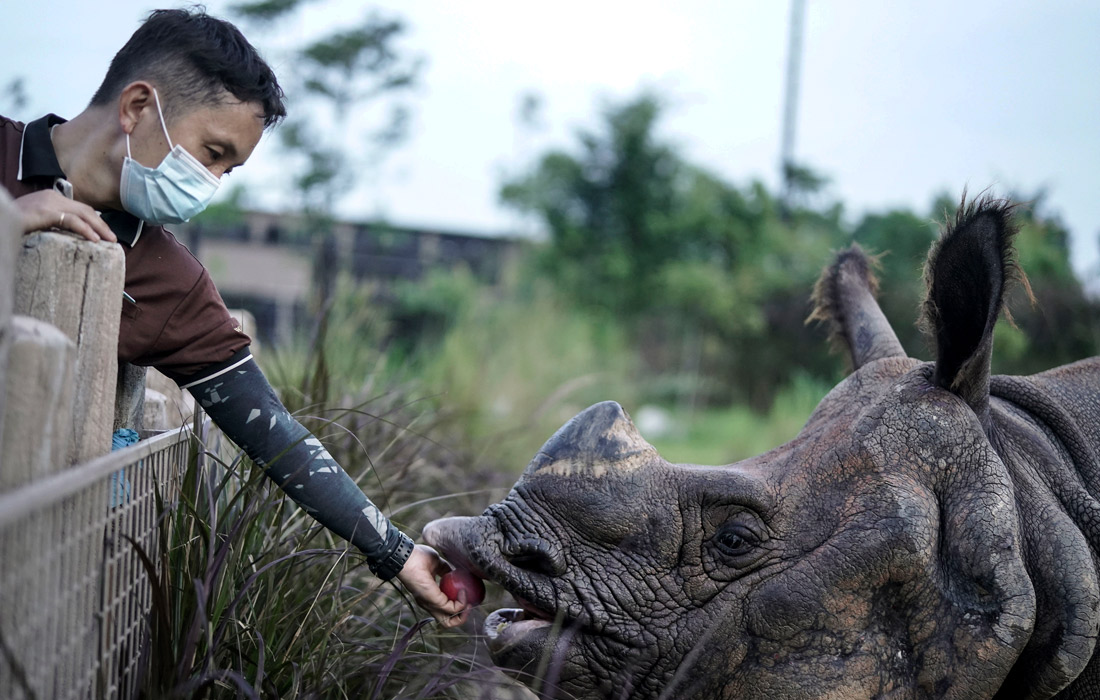 Пара индийских носорогов доставлена в зоопарк Сингапура из зоологического центра Аль-Бустан в ОАЭ