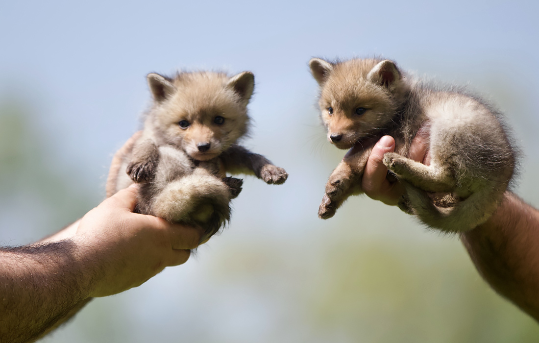 Лисята в реабилитационном центре в природном заповеднике Дюздже, Турция