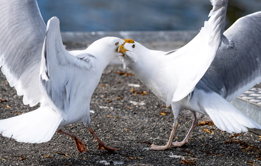 Чайки спорят на краю корабельного причала. Шлезвиг-Гольштейн, Германия.
