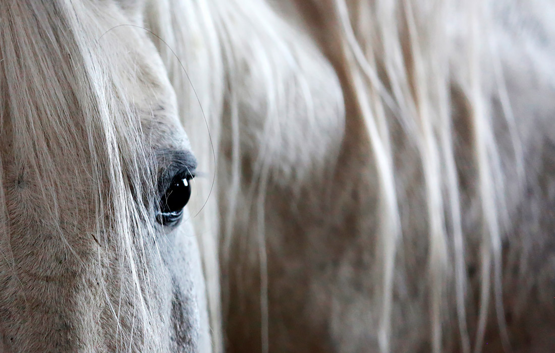 Лошадь на ферме в иранском городе Исфахан