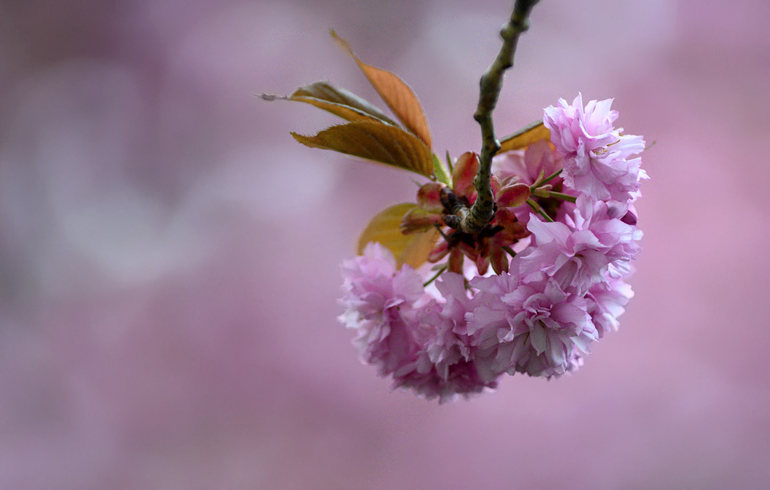 Цветение сакуры в Германии